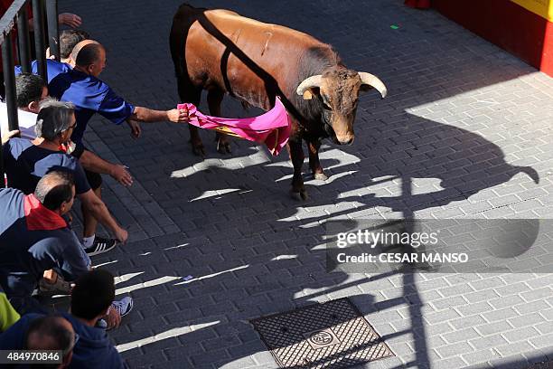 Spectators taunt a bull during a running of the bulls through the streets, or "encierro", part of the festivities "Botijeras" in Duenas in Palencia...