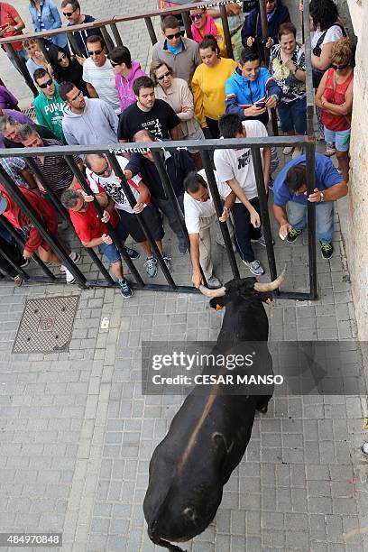 Spectators taunt a bull during a running of the bulls through the streets, or "encierro", part of the festivities "Botijeras" in Duenas in Palencia...