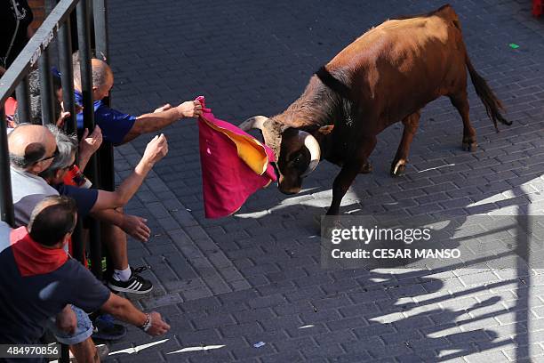 Spectators taunt a bull during a running of the bulls through the streets, or "encierro", part of the festivities "Botijeras" in Duenas in Palencia...