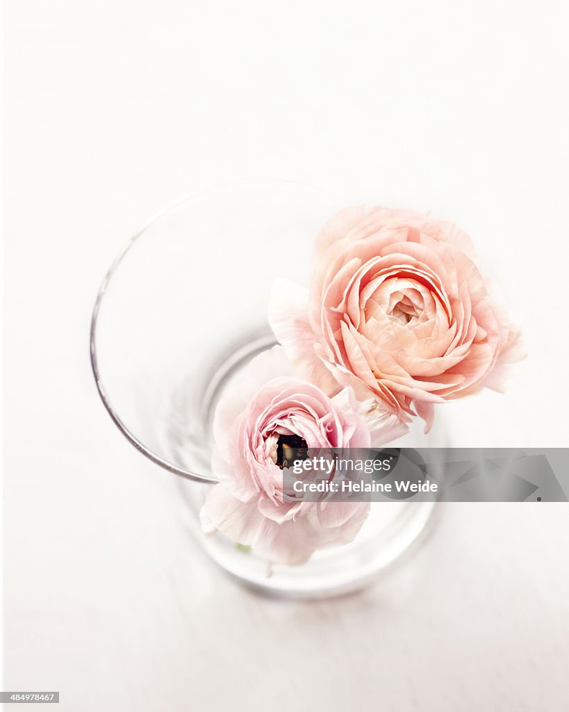 Ranunculus flowers
