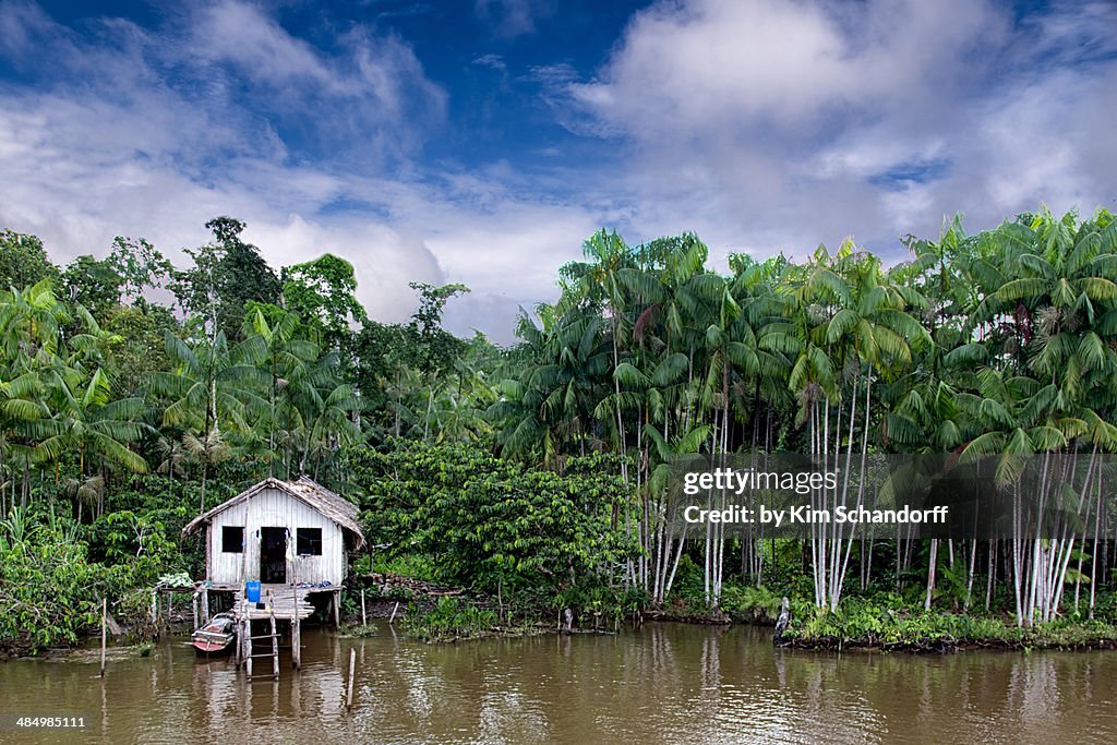 Lone jungle house