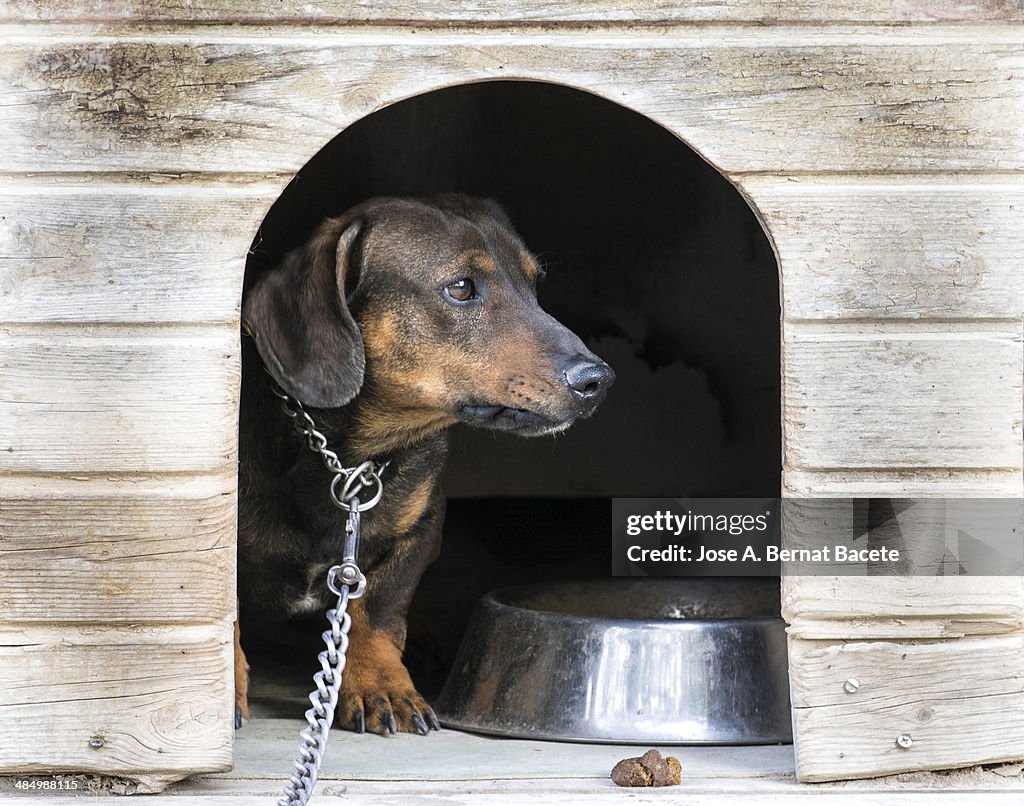 Watchdog leaning on his wooden hut