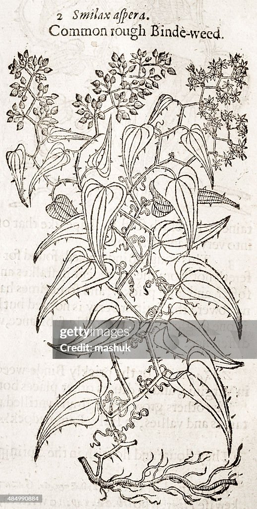 Smilax , 17 century botanical illustration