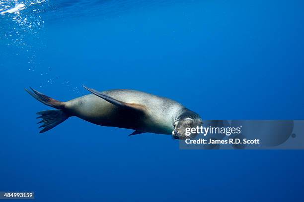 galapagos sea lion - sea lion stock pictures, royalty-free photos & images