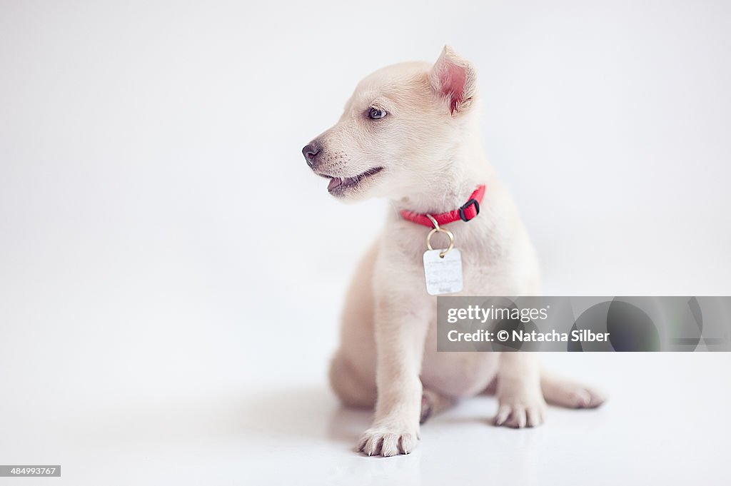 White puppy