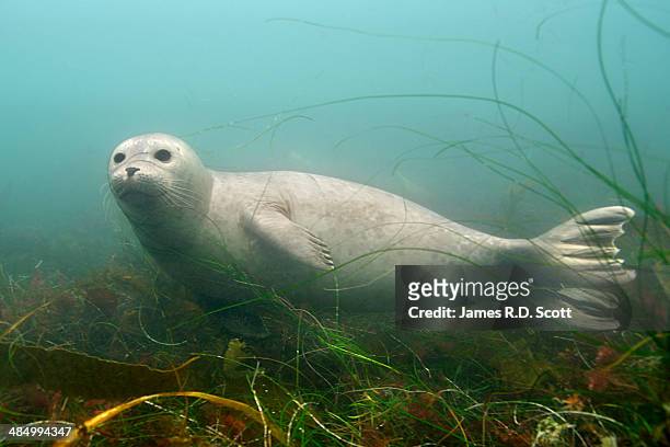 harbor seal swimming in kelp - foca común fotografías e imágenes de stock