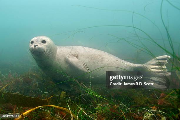 harbor seal swimming in kelp - knubbsäl bildbanksfoton och bilder