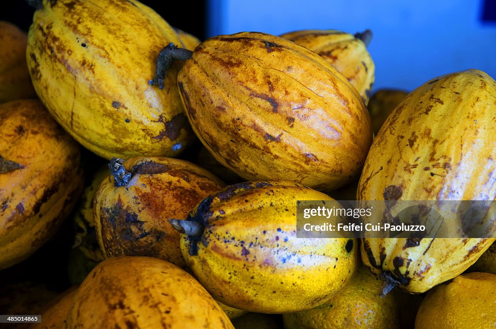 Fruit of cacao Salvador Brazil