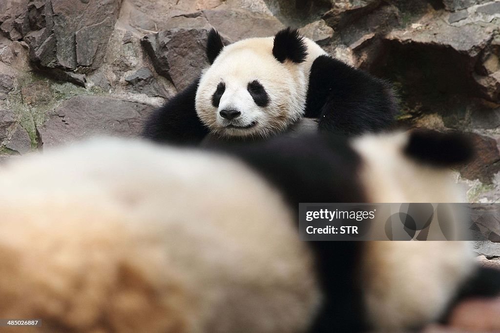 CHINA-ANIMAL-PANDA