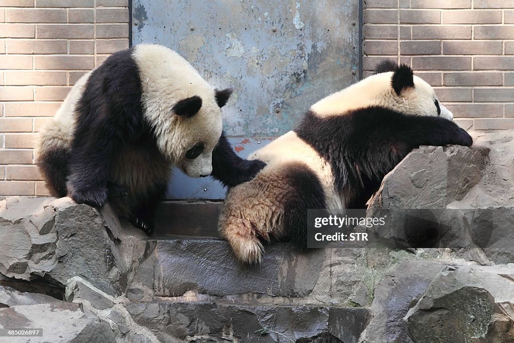 CHINA-ANIMAL-PANDA