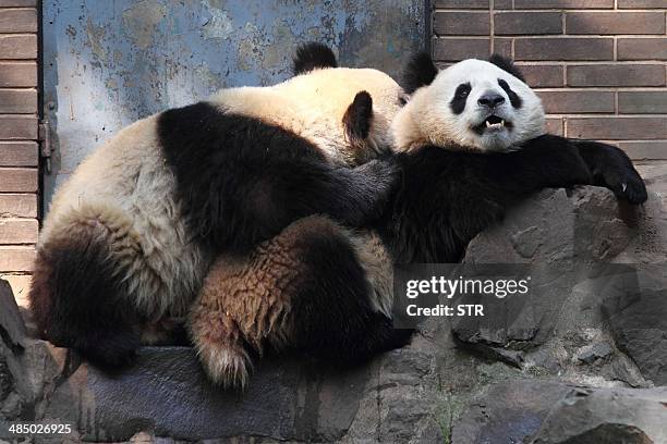 This picture taken on April 14, 2014 shows a pair of giant pandas playing in their enclosure at Hangzhou Zoo in Hangzhou, in eastern China's Zhejiang...