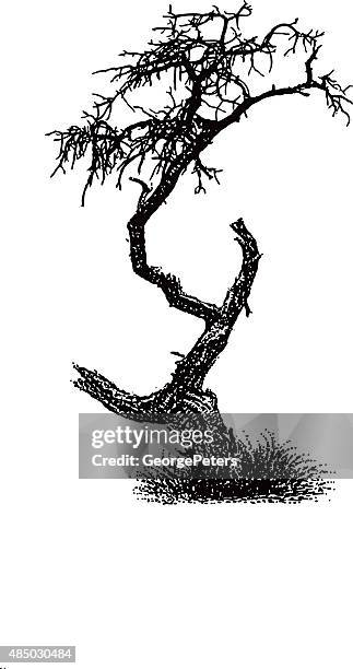 Dead Juniper Tree High-Res Vector Graphic