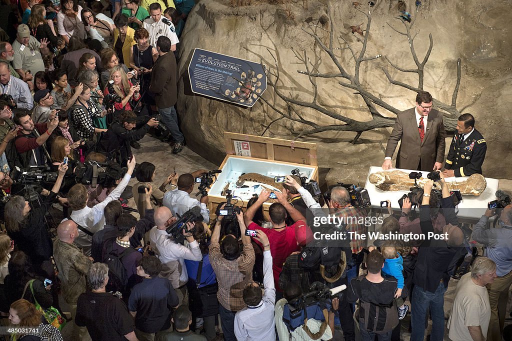 Rare T.rex, on 50-year-loan, to the Smithsonian National Museum of Natural History is unveiled