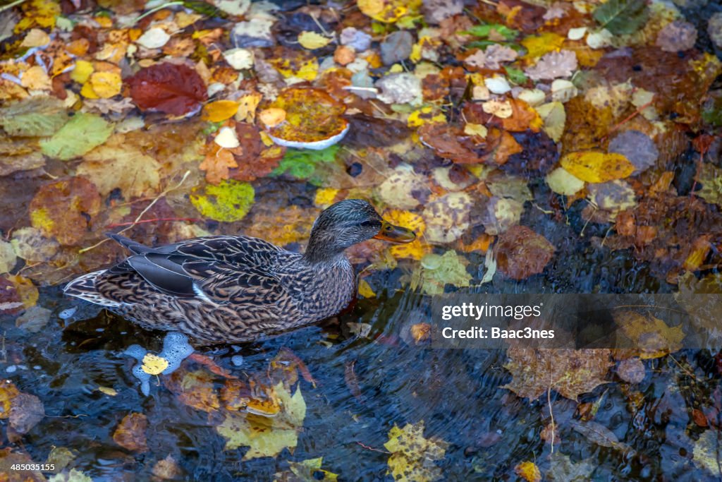 Duck swimming in a river