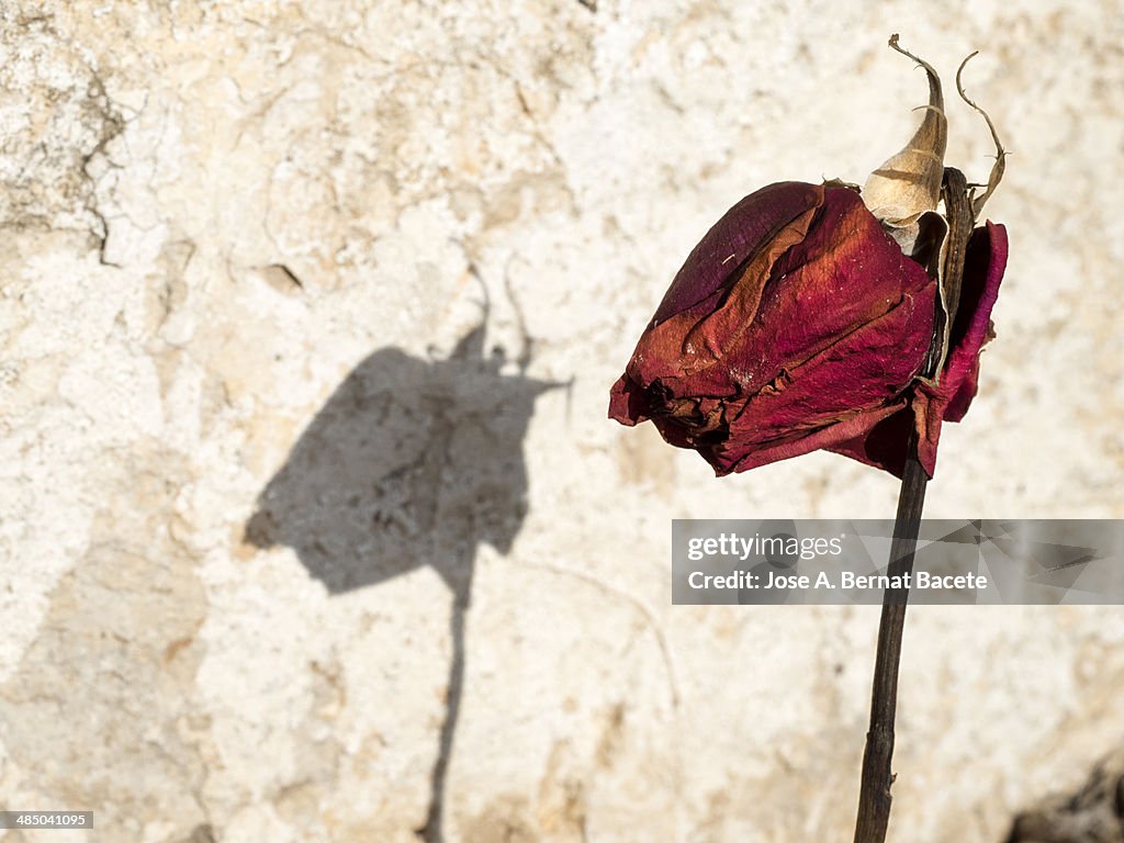 Shade of a red rose dries on the wall