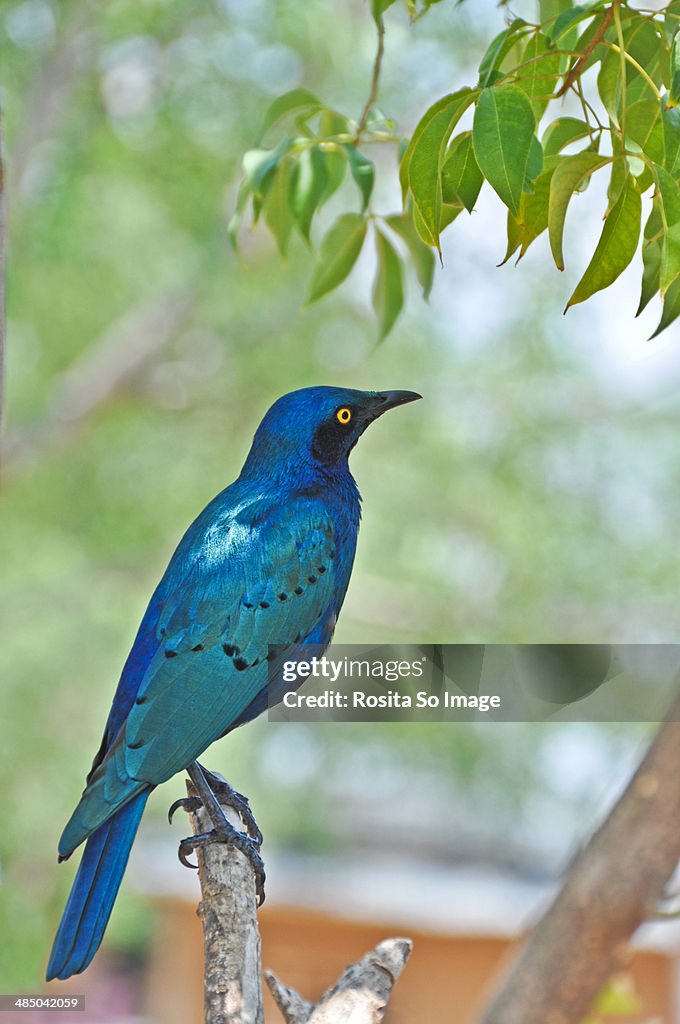 Glossy Starling