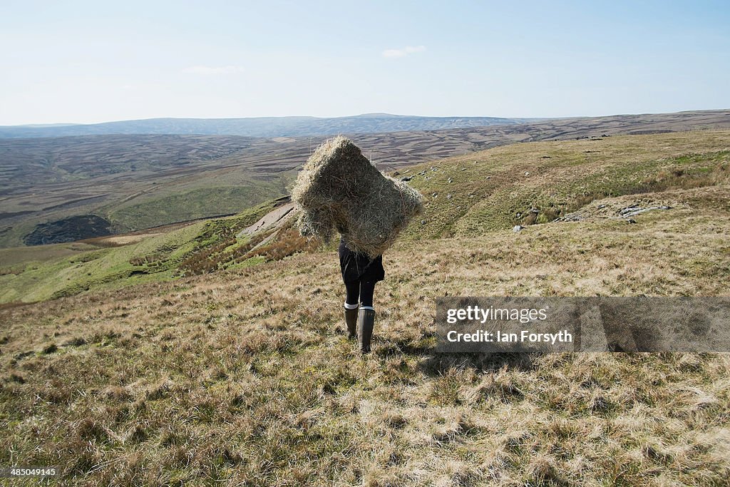 Daily Life Of A Shepherdess On The Yorkshire Moors