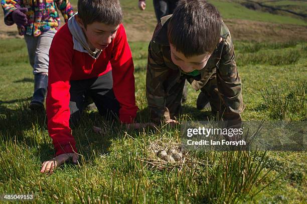 Reuben Owen and his brother Miles, 7 examine but don't touch a birds nest found on the moors at Ravenseat, the farm of the Yorkshire Shepherdess...