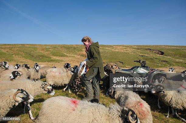 Yorkshire Shepherdess Amanda Owen feeds some of her sheep on April 15, 2014 near Kirkby Stephen, England. Amanda Owen runs a 2,000 acre working hill...