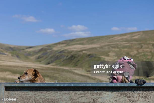 Violet Owen rides with her dog in a trailer at Ravenseat, the farm of the Yorkshire Shepherdess Amanda Owen on April 15, 2014 near Kirkby Stephen,...