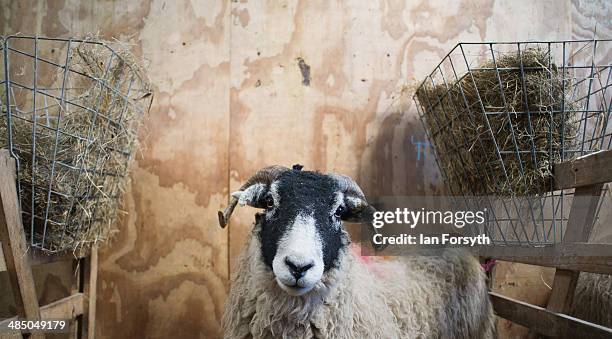 Sheep that have recently had their lambs lambs wait in stalls to have them checked at Ravenseat, the farm of the Yorkshire Shepherdess Amanda Owen on...