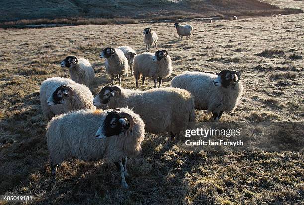 Swaledale sheep stand on frost covered moor at first light on the farm of the Yorkshire shepherdess Amanda Owen on April 15, 2014 near Kirkby...