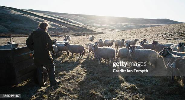 Yorkshire shepherdess Amanda Owen heads out over the frost covered moors to feed her Swaledale sheep on April 15, 2014 near Kirkby Stephen, England....
