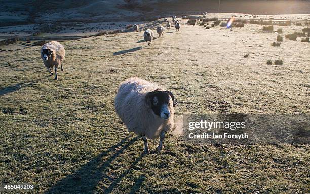 Swaledale sheep wait to be fed on a frost covered moor in Swaledale on April 15, 2014 near Kirkby Stephen, England. Amanda Owen runs a 2,000 acre...