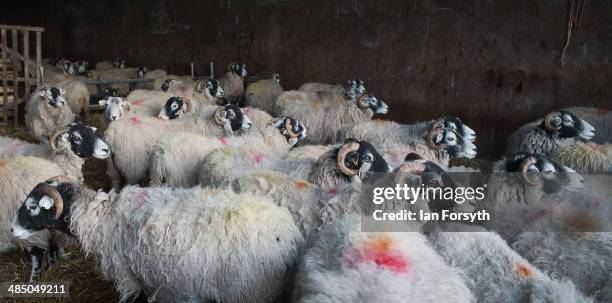 Swaledale sheep belonging to Yorkshire shepherdess Amanda Owen stand in a barn during lambing on April 15, 2014 near Kirkby Stephen, England. Amanda...