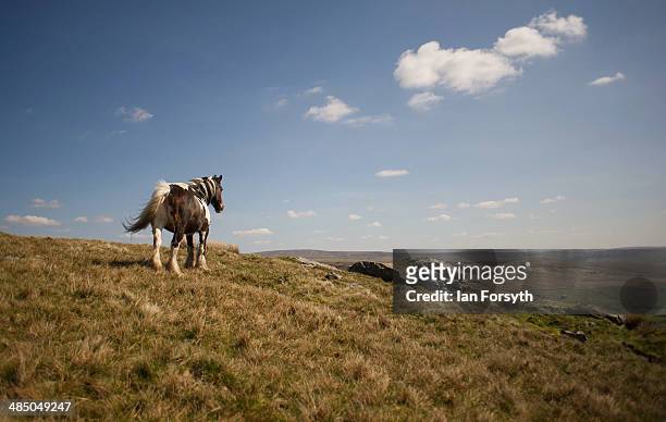 Horses belonging to the Yorkshire shepherdess Amanda Owen stand on the moors as she heads up to feed them at her farm Ravenseat on April 15, 2014...