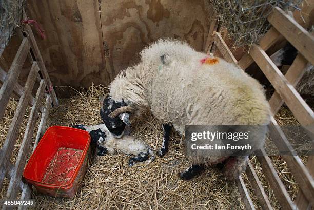 Sheep that have recently had their lambs wait in stalls to have them checked at Ravenseat, the farm of the Yorkshire Shepherdess Amanda Owen on April...