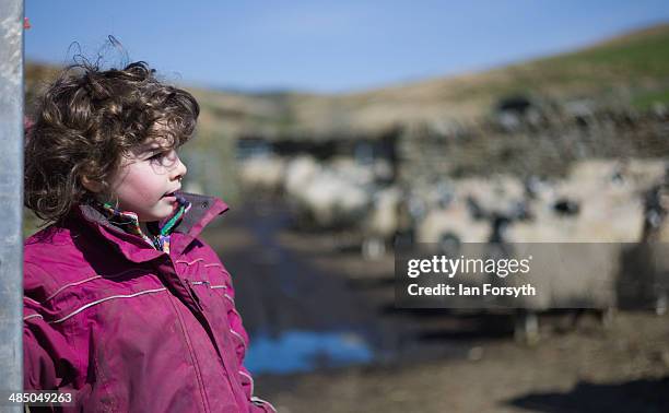 Edith Owen looks on as a delivery of sheep is made at Ravenseat, the farm of the Yorkshire Shepherdess Amanda Owen on April 15, 2014 near Kirkby...