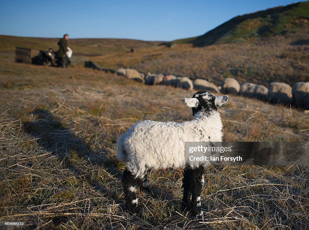 Daily Life Of A Shepherdess On The Yorkshire Moors