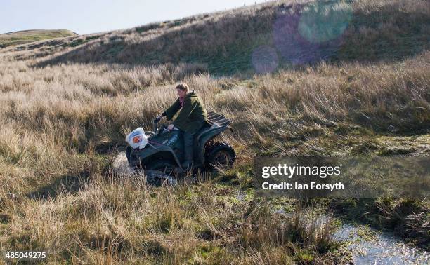 Yorkshire Shepherdess Amanda Owen rides her quad bike through marshy ground as she heads out to check her sheep on April 15, 2014 near Kirkby...