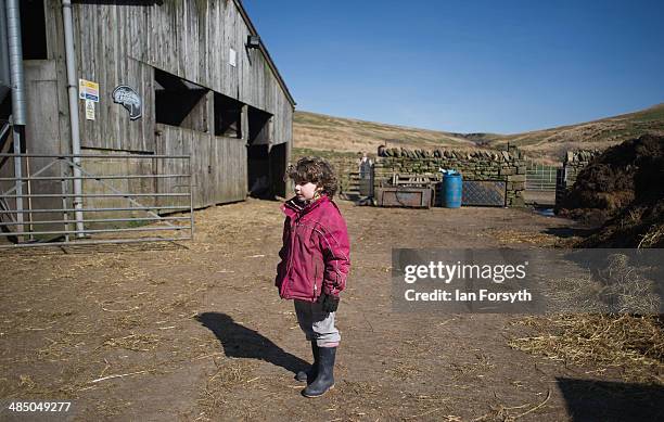 Edith Owen looks on as new lambs are brought into a barn at Ravenseat, the farm of the Yorkshire Shepherdess Amanda Owen on April 15, 2014 near...