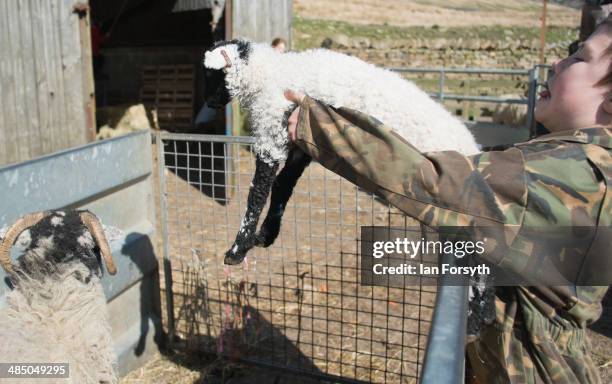 Miles Owen reunites a lamb and its mother after a health check at Ravenseat, the farm of the Yorkshire Shepherdess Amanda Owen on April 15, 2014 near...