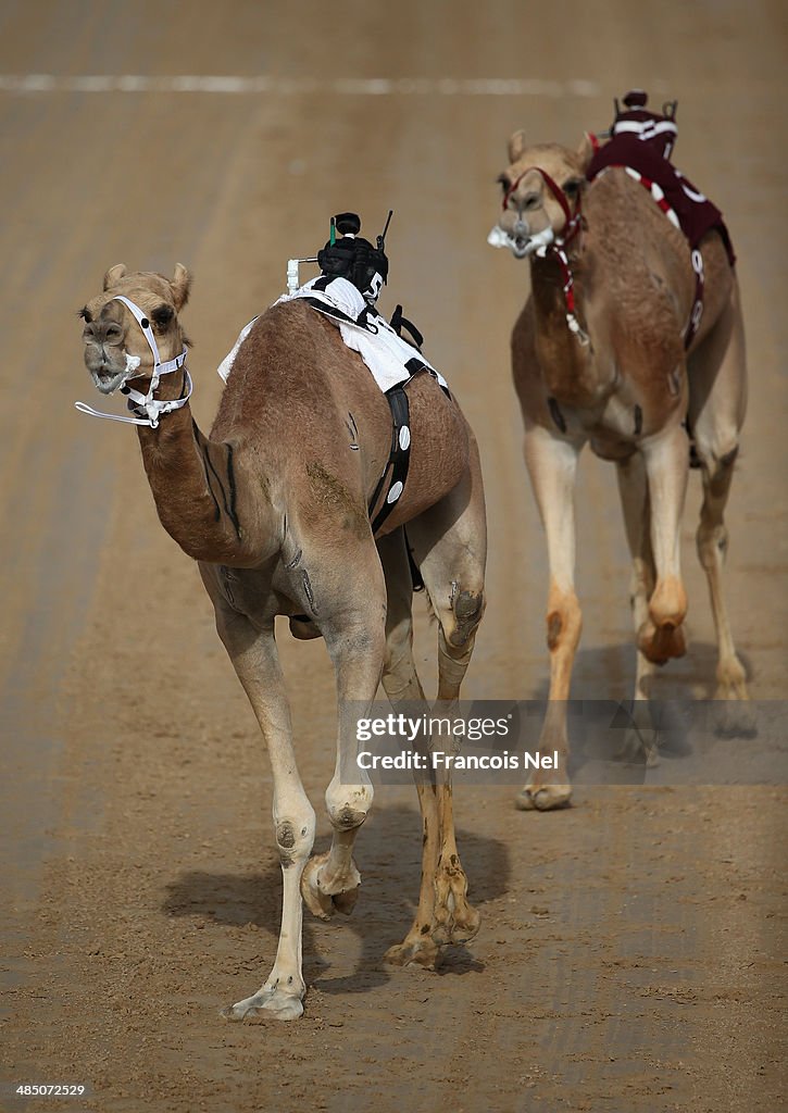 Dubai Camel Racing Festival 2014