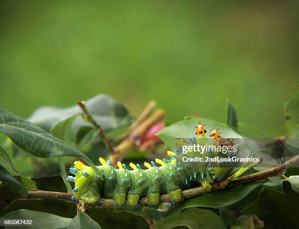 cecropia moth caterpillar - cecropia moth caterpillar stock pictures, royalty-free photos & images