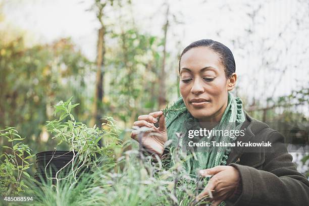 woman working in a urban garden (london, uk) - mature woman herbs stock pictures, royalty-free photos & images