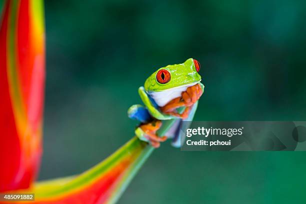 Rotaugenlaubfrosch Klettern auf heliconia Blume, Costa Rica animal