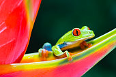 Red-Eyed Tree Frog climbing on heliconia flower, Costa Rica animal