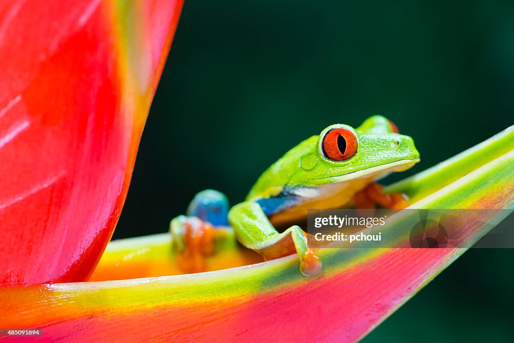 Red-Eyed Tree Frog climbing on heliconia flower, Costa Rica animal