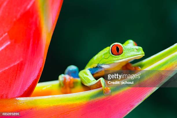 red-eyed tree frog climbing on heliconia flower, costa rica animal - costa rica stock pictures, royalty-free photos & images