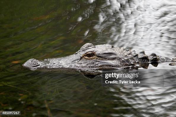 Aligator Rbc An alligator in the water during the RBC Heritage Pro-Am at Harbour ...