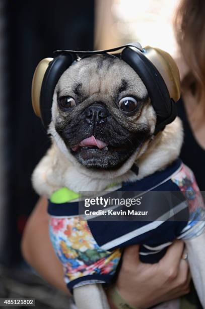 Internet celebrity dog Doug the Pug appear backstage during Billboard Hot 100 Festival - Day 1 at Nikon at Jones Beach Theater on August 22, 2015 in...