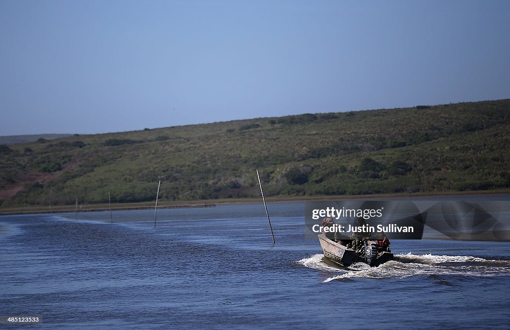 Bay Area Oyster Farm Takes Appeals Of Federal Waters Use Case To Supreme Court