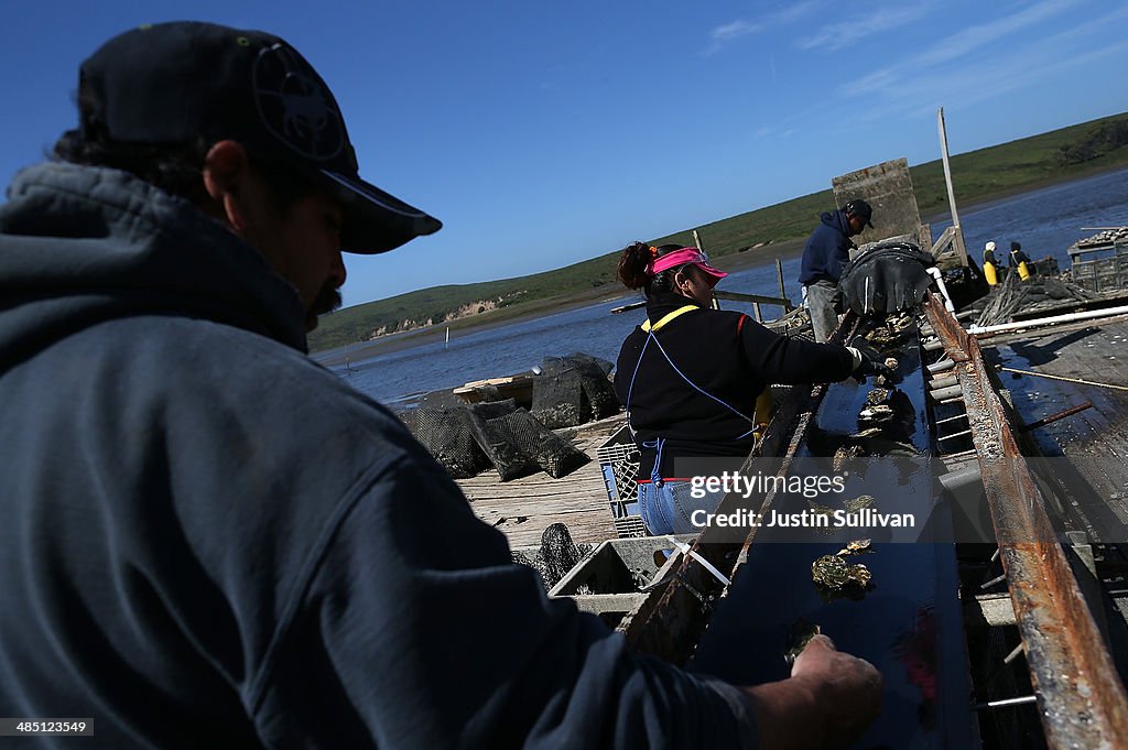 Bay Area Oyster Farm Takes Appeals Of Federal Waters Use Case To Supreme Court