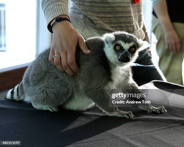 Lemur from Madagascar at the Stars of Stony Brook Gala 2014 at Chelsea Piers on April 16, 2014 in New York City.