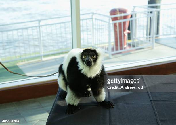 Lemur from Madagascar at the Stars of Stony Brook Gala 2014 at Chelsea Piers on April 16, 2014 in New York City.