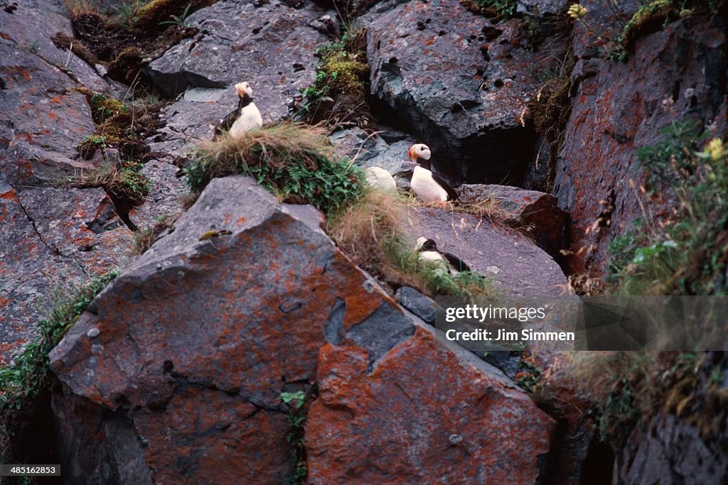 Colony of horned puffins